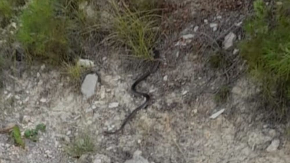 Mersin'de evlere giren yılanlar yakalanıyor