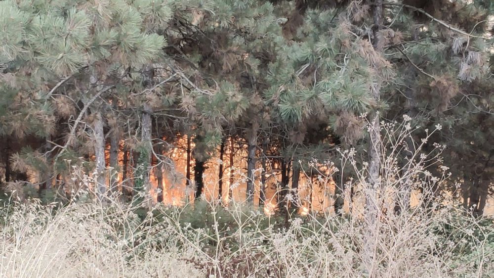 Sultangazi'de ormanlık alanda yangın