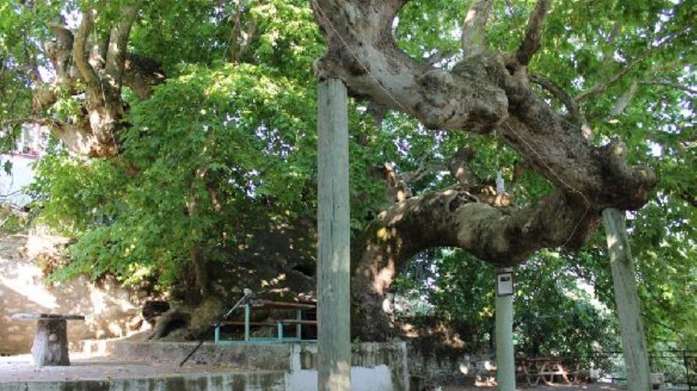 Türkiye'nin En yaşlı  10  Ağacından ikisi Antalya'da Bulunuyor