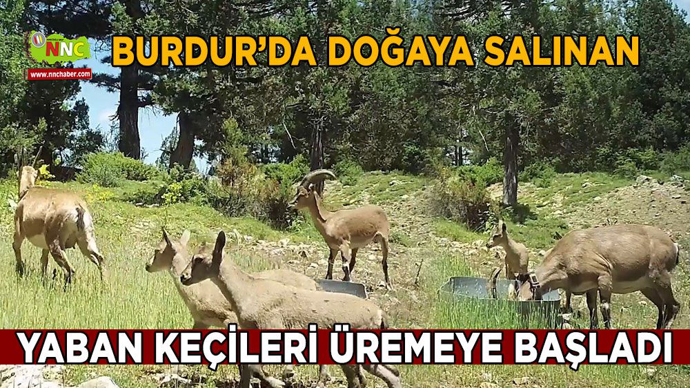 Yaban keçileri Burdur'u sevdi üremeye başladı