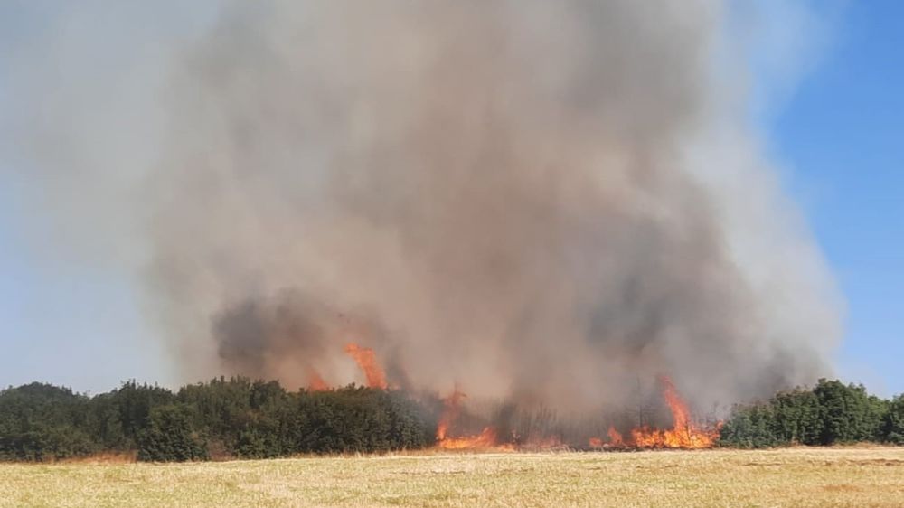 Afyonkarahisar’da dün yaşanan orman yangınında bilanço ortaya çıktı