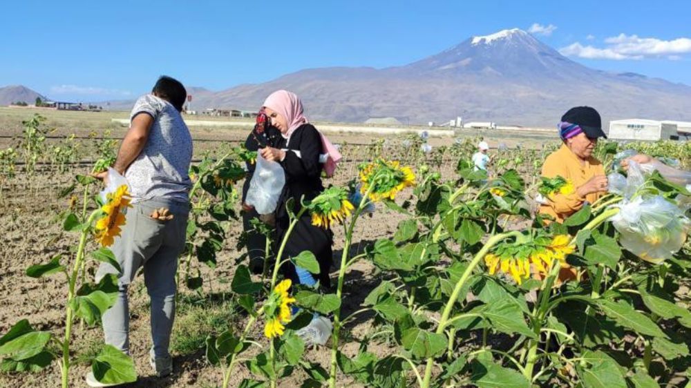 Ağrı'da Kadınların ilk emekleri dalından koparılmaya başlandı