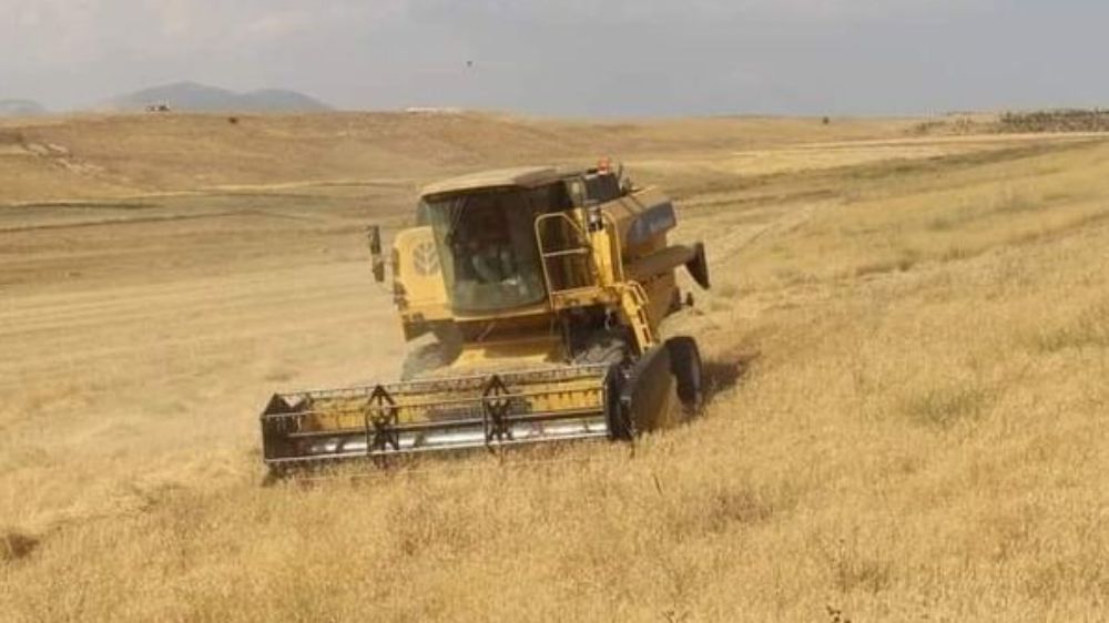 Antalya Büyükşehir Belediyesi Atıl Araziye Ektiği Buğdayı Hasat Etti . Buğdaylar Tohumluk Olarak  Bedava Dağıtılacak 