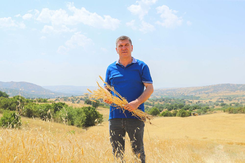 Ata Tohumu Ata Toprağı İş Birliği: Karakılçık Buğdayı Hasat Dönemi Başladı