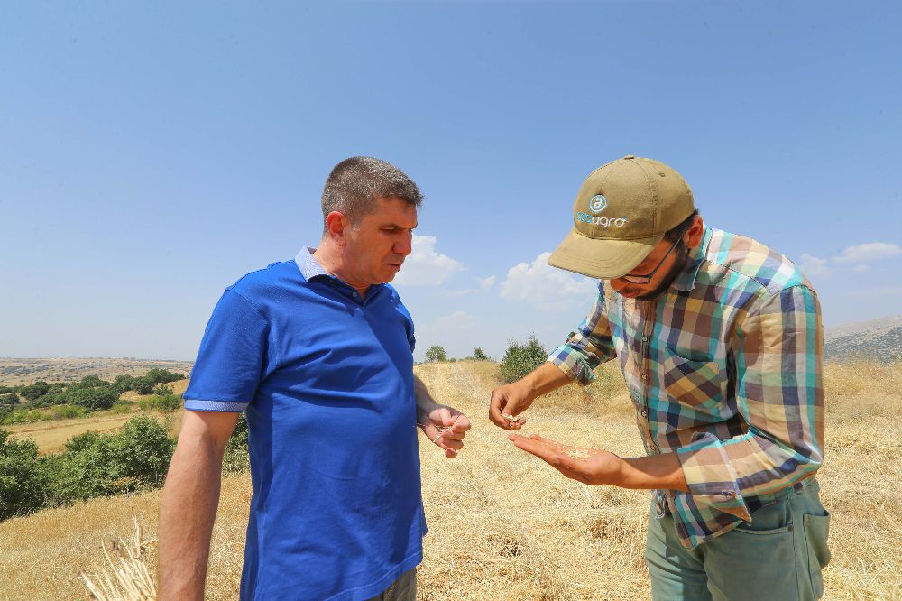 Ata Tohumu Ata Toprağı İş Birliği: Karakılçık Buğdayı Hasat Dönemi Başladı