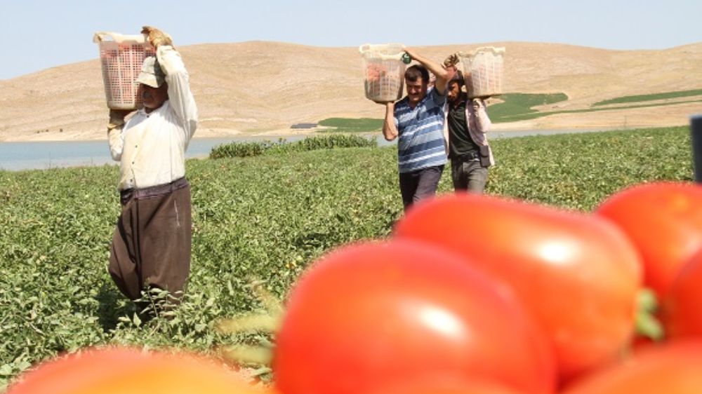 Elazığ'da 3 bin Dönüm  domates Ekim Yapan Üretici Sonda İsyan etti Tarlaya Gelin  4 Tl  ye alın 