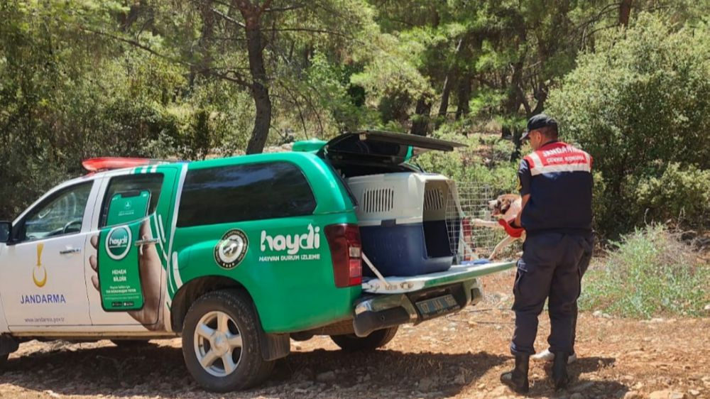 Yaralı Sokak Köpeğe Antalya'da Jandarma yardım eli uzattı