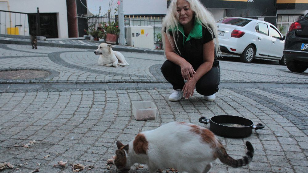 19 yıldır sokak kedilerine annelik yapıp sahip çıkıyor