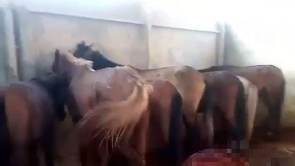 Adana'da 12 kesilmiş eşek ve 6 at ele geçirildi