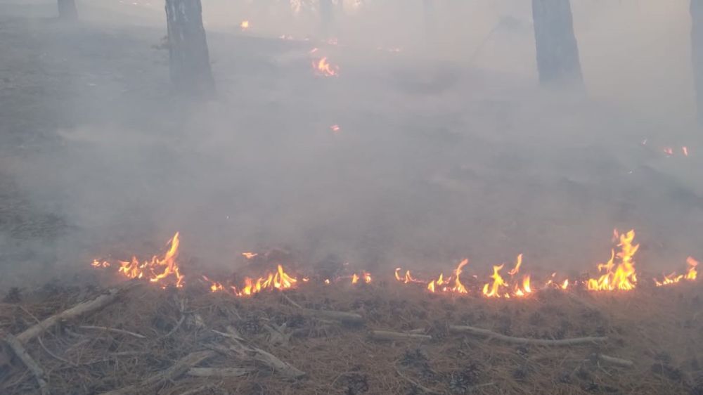Adana Feke'de orman yangını 