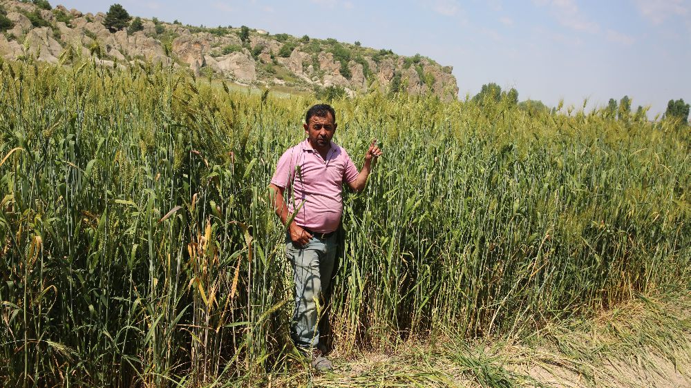 Afyonkarahisar'da ata buğdayının boyu 2 metreyi buldu