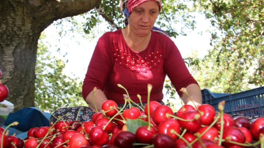 Aydın'da olumsuz iklim şartlarına rağmen kiraz ve domates ihracatında rekor