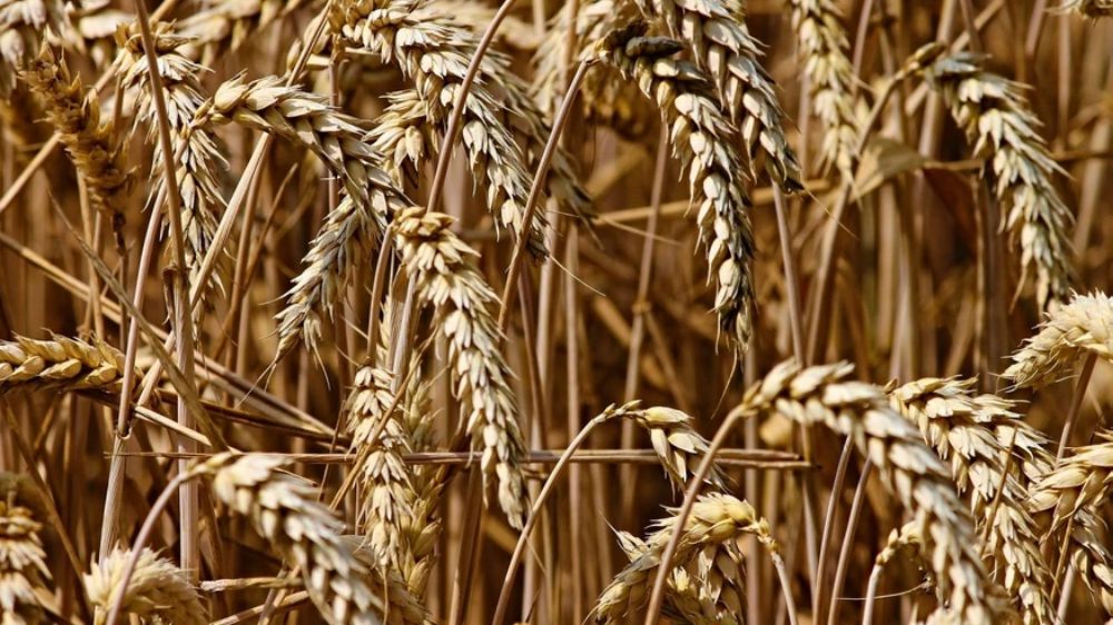 Buğday ve arpa fiyatlarında son durum: Ekmeklik buğdayda rekor artış