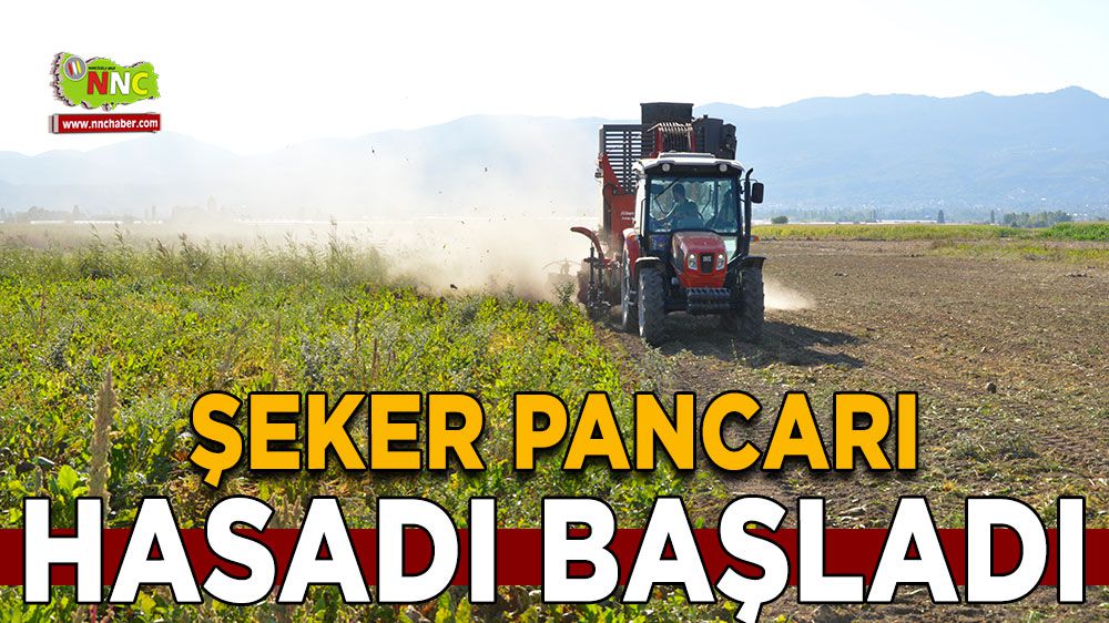 Burdur'da şeker pancarı hasadı başladı