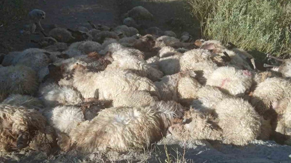 Hakkari’de kurtlar saldırdı Böylesı ilk oldu  300 koyun birbirini ezerek telef oldu