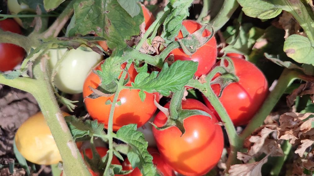 İhracatın kupa ası domates  Yaş Meyve Sebze İhracatı 8 Ayda 2 Milyar Doları Aştı