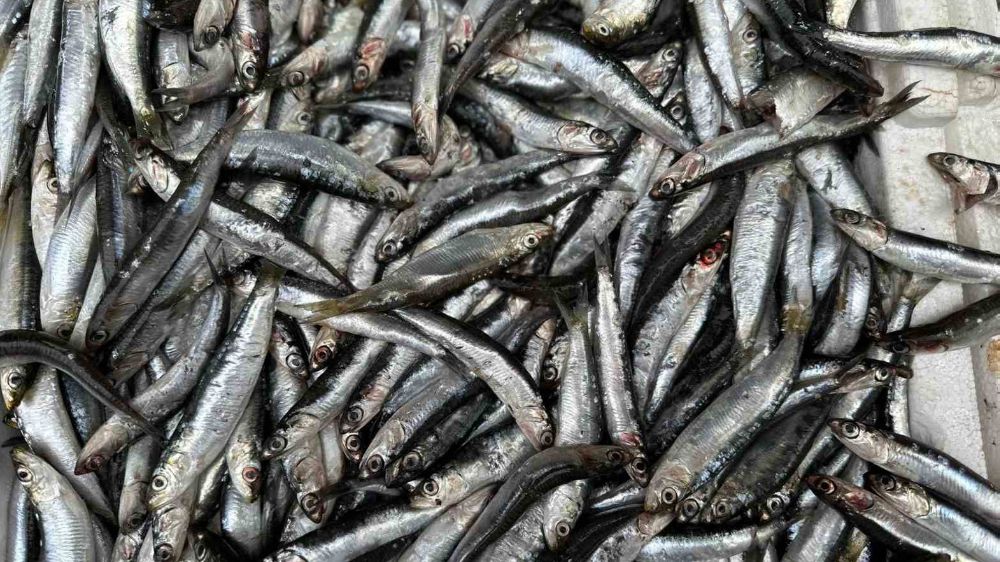 Karadeniz’de  balık tezgahlarında hamsi bolluğu: Kilosu 40 TL