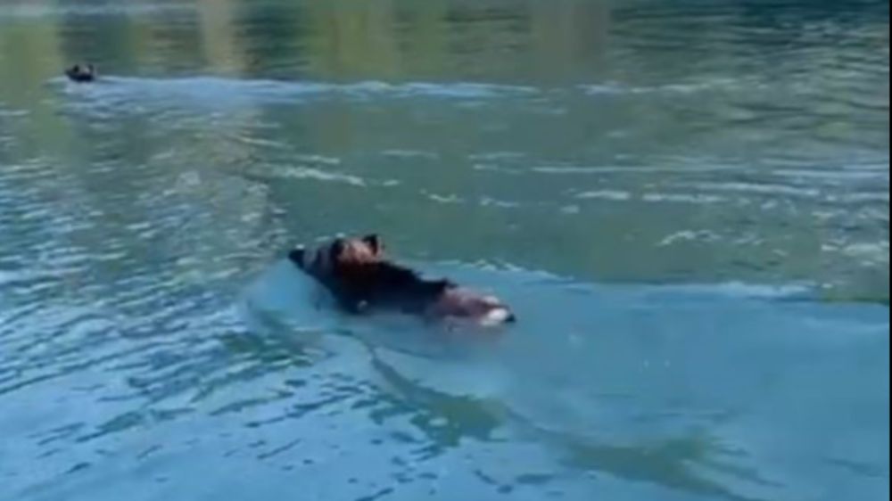 Manavgat' ta Baraj gölünde yüzen yaban domuzlarını gören vatandaşlar şaşkına döndü