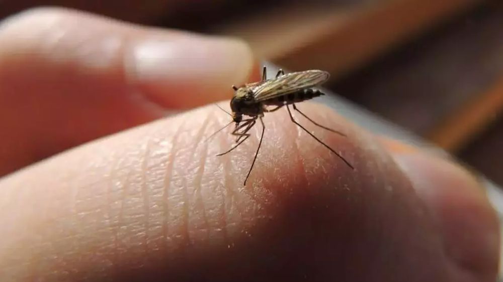 Sivrisineklerden doğal olarak kurtulun!