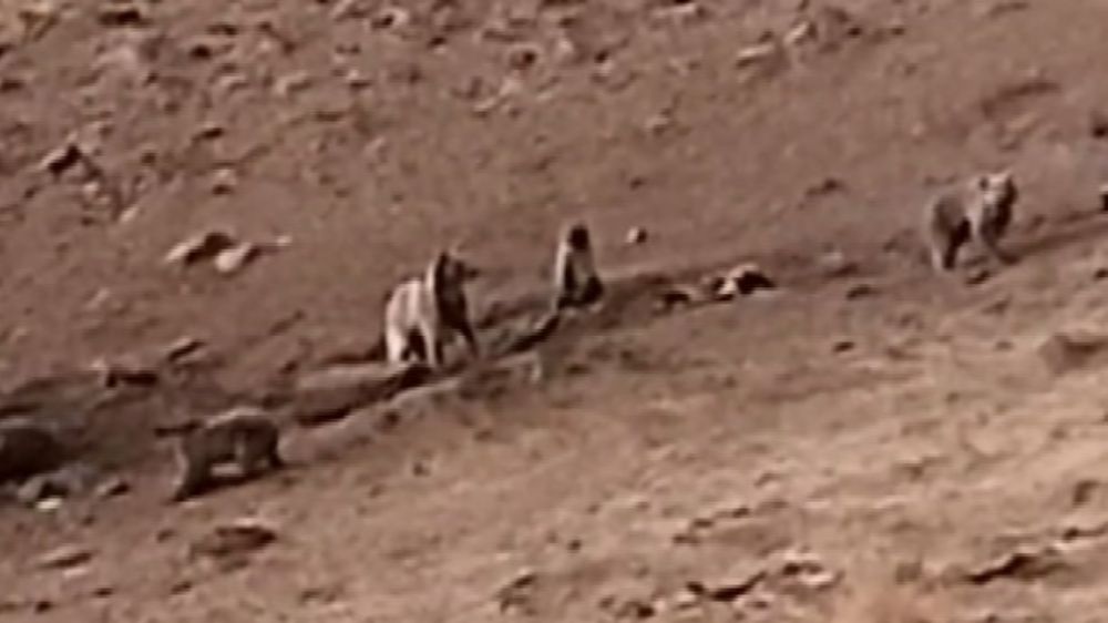 Tunceli’de sakatat için ziyaretgaha gelen 4 boz ayı görüntülendi