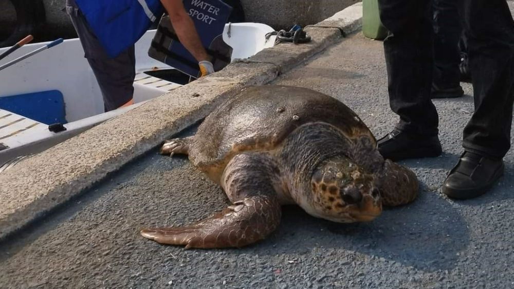 20'ye yakın deniz kaplumbağası öldü
