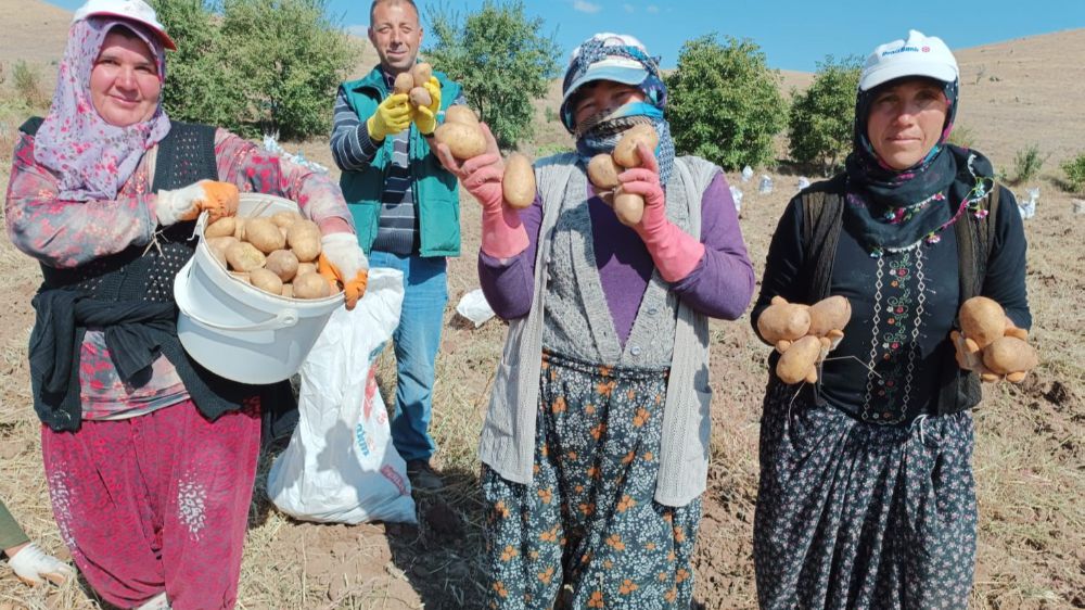 Afyonkarahisar'da  ‘agria’ cinsi patates hasadı başladı