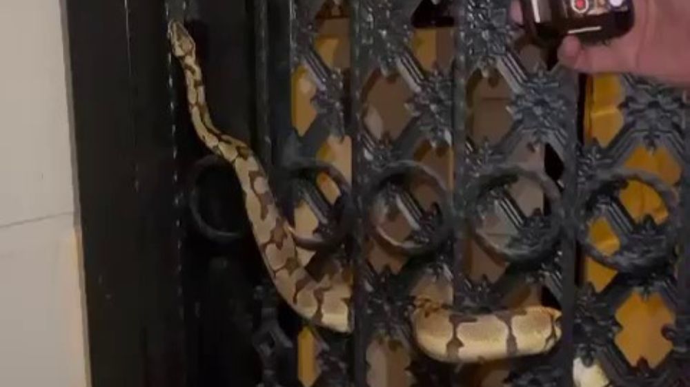 Antalya'da Bahçe kapısına dolanan piton yılanı  görenler korku ile izlediler 