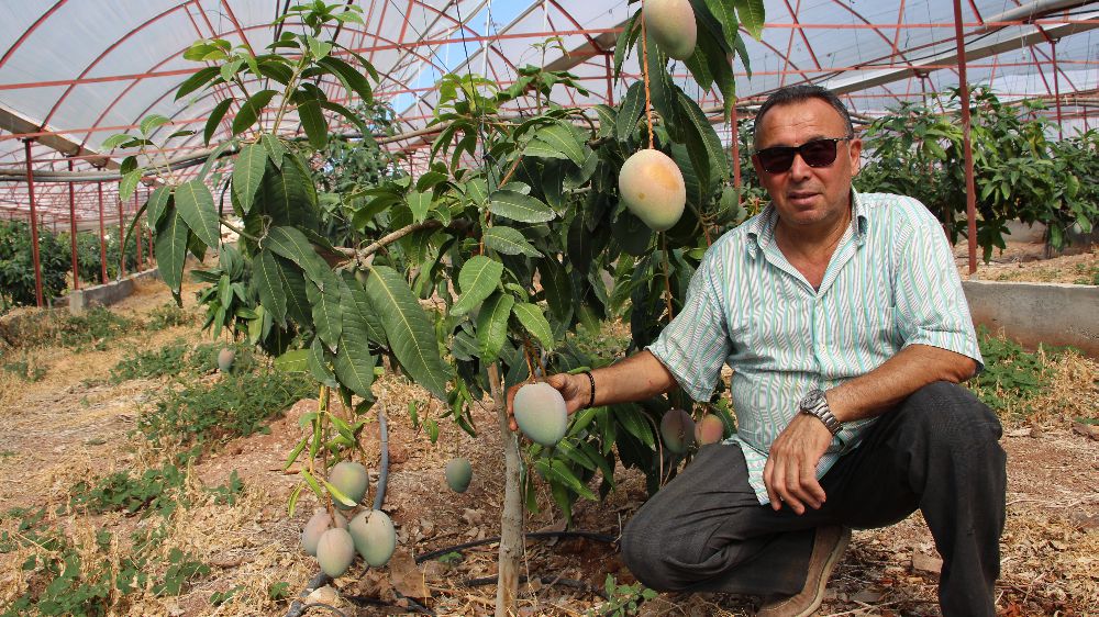 Antalya 'da domatesleri söken üretici, serasını mango bahçesine dönüştürüp 300 yıllık yatırım yaptı