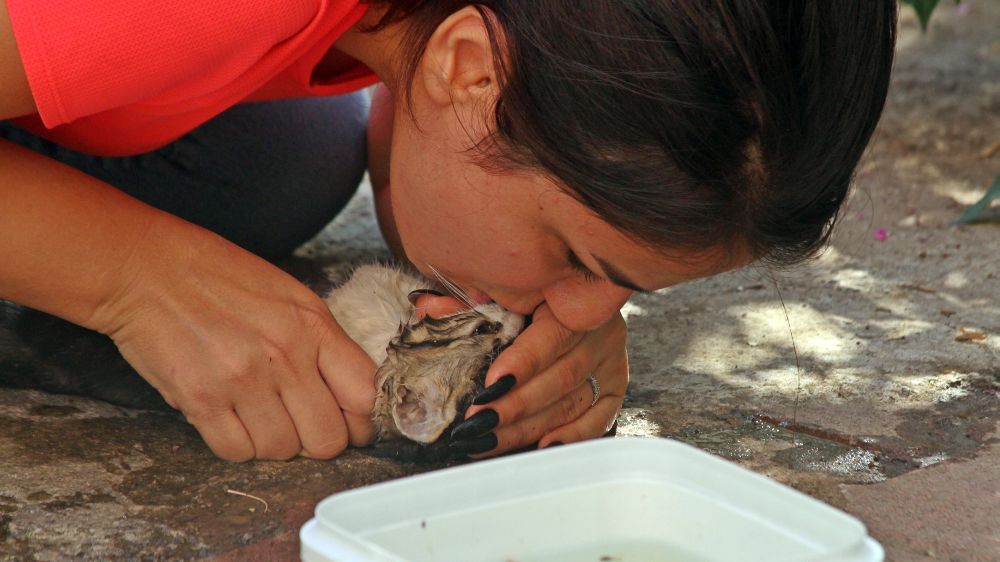 Antalya'da  duvarla depo arasına sıkışan yavru kediyi, çiftin hayat öpücü kurtaramadı