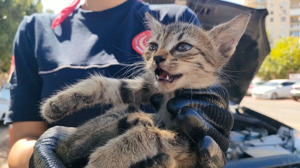 Antalya'da Yavru kediyi kadın itfaiyeci kurtardı, avukat yardımına koştu
