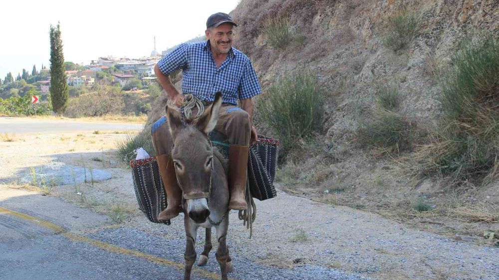 Aydın dağlarında eşekler vazgeçilmezliğini koruyor 