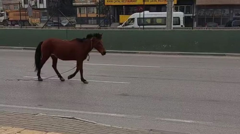 Başıboş at paniğe sebep oldu