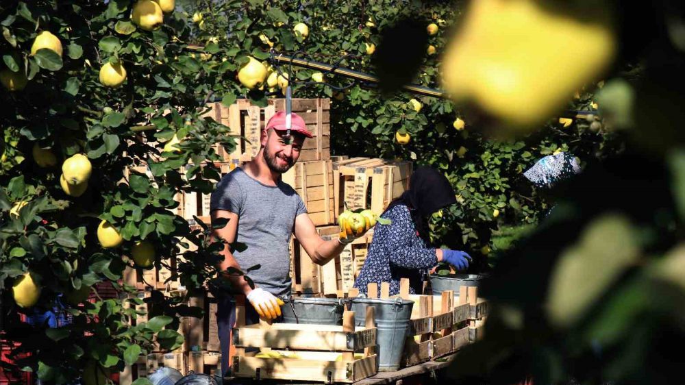 Beklenen an geldi; Ayva hasadı başladı 