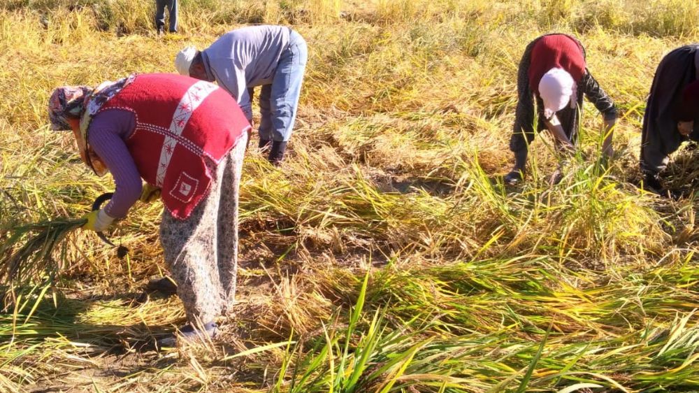 Bolu'da Çömlek patlatan pirincin hasadı başladı