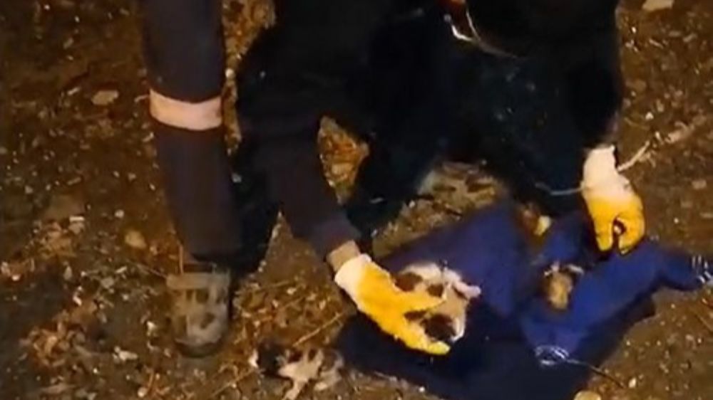 Böyle vicdansızlık görülmedi; temizlik personelleri kedi yavrularını çöp konteynerında buldu