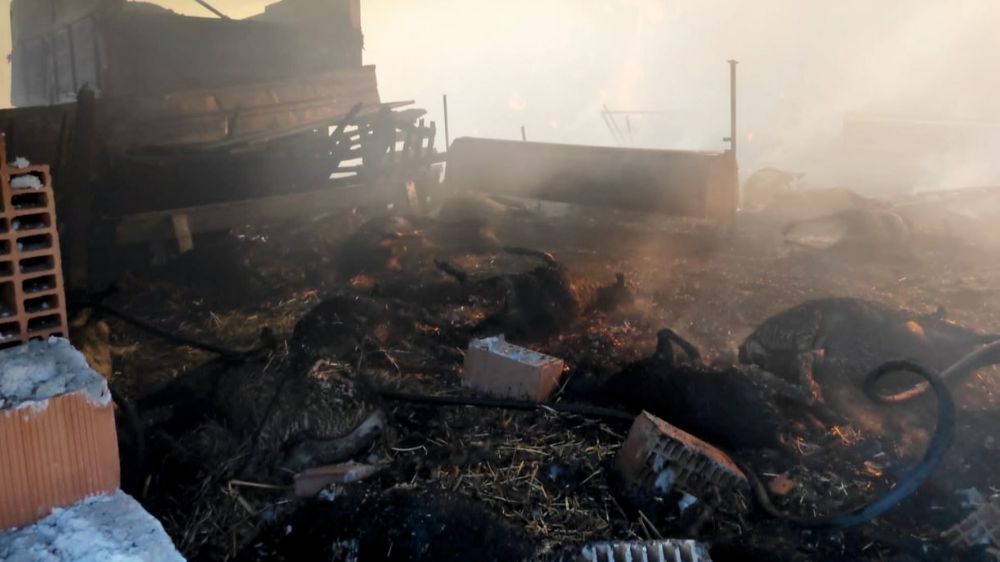Bursa Karacabey' de yangında 44 hayvan telef oldu