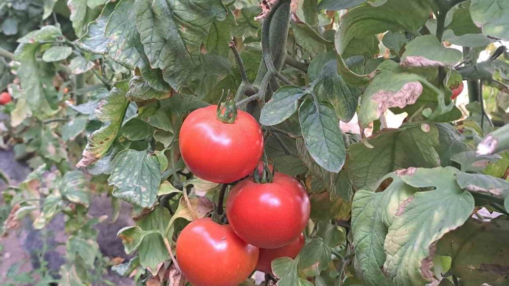 Çiftçilerden domates üretimine son gaz devam 