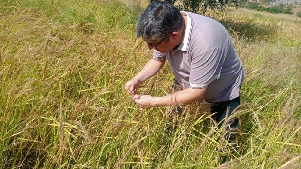 Çömlek patlatan pirincin hasat dönemi başladı 