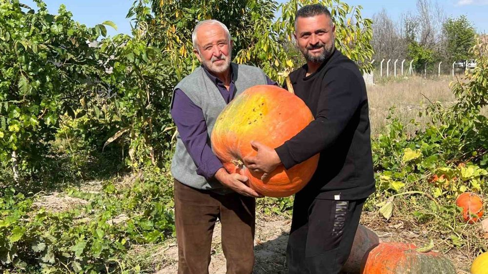 Dev balkabağı görenleri etkiliyor.