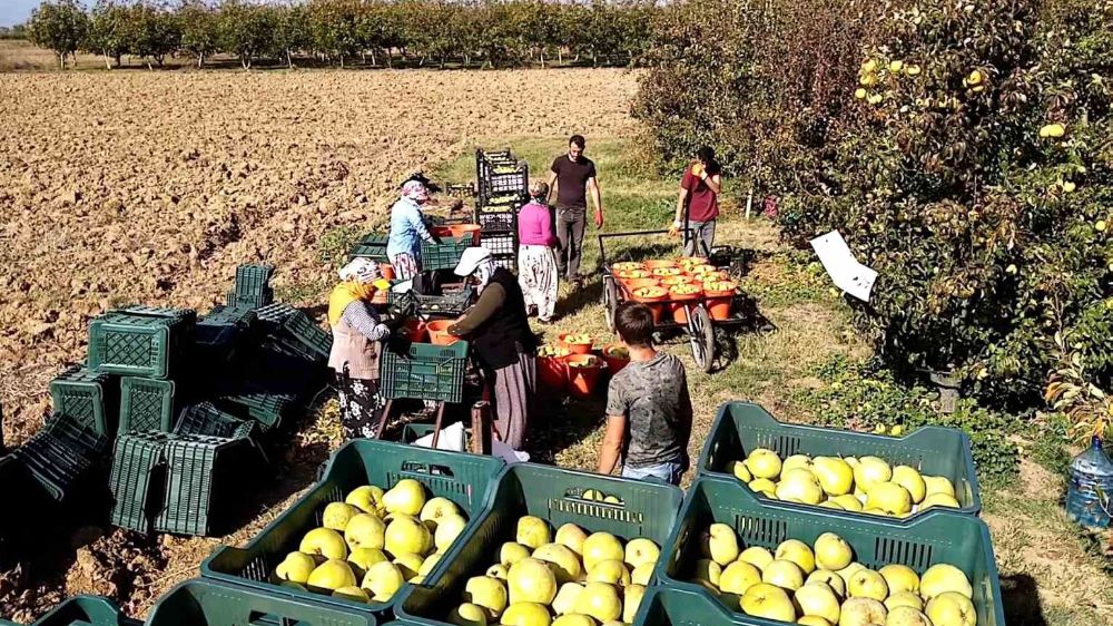 Deveci armudun hasat zamanı geldi 