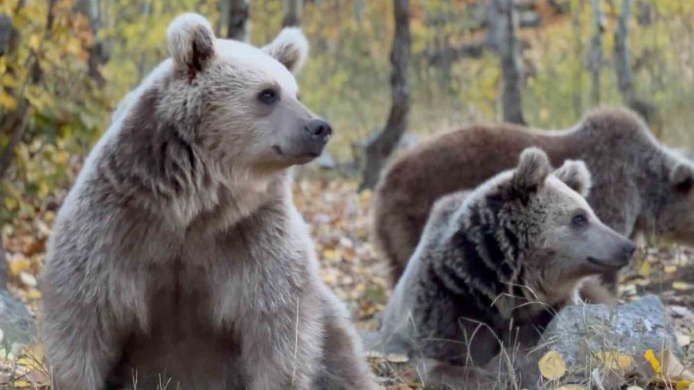Doğa fotoğrafçısı fotoğrafladığı ayılarla Kürtçe sohbet etti