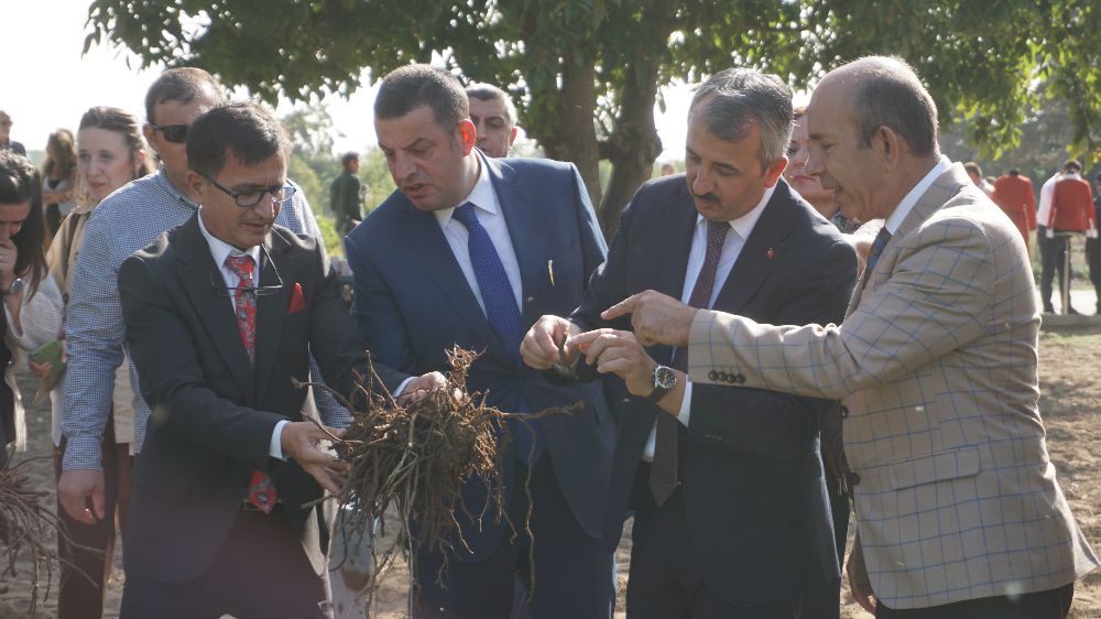 Edirne Kırmızısının hasadı yapıldı