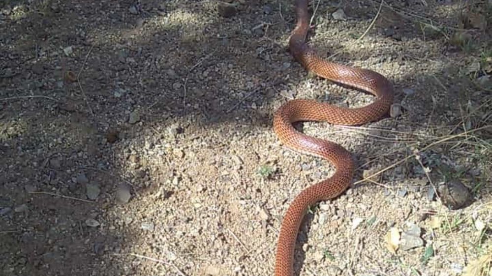 Elazığ’da 2,5 metre uzunluğundaki yılan çevreye korku saçtı
