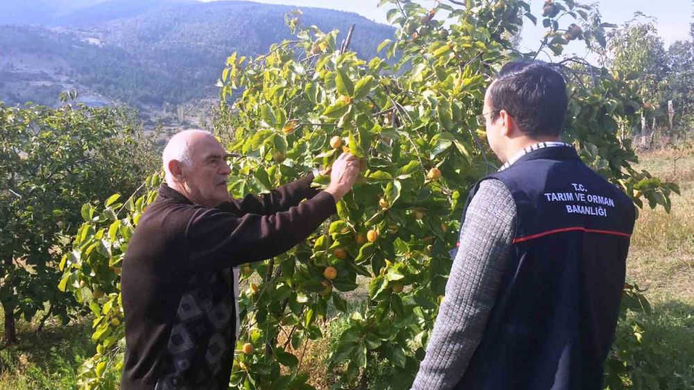 Emet’te çiftçilere meyve ağaçlarında bitki sağlığı ile ilgili mücadele yöntemleri anlatıldı