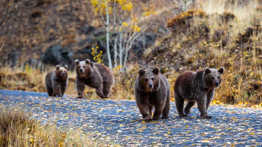 Fotoğraf çekilmek isterken ayıları görüp kaçtılar