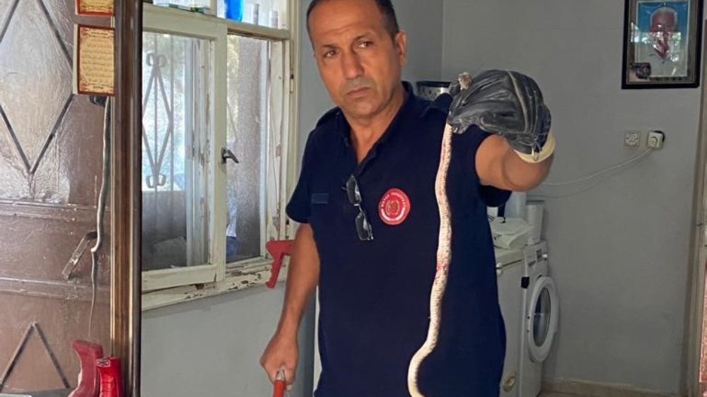 Hatay’da eve giren yılan korkuttu 