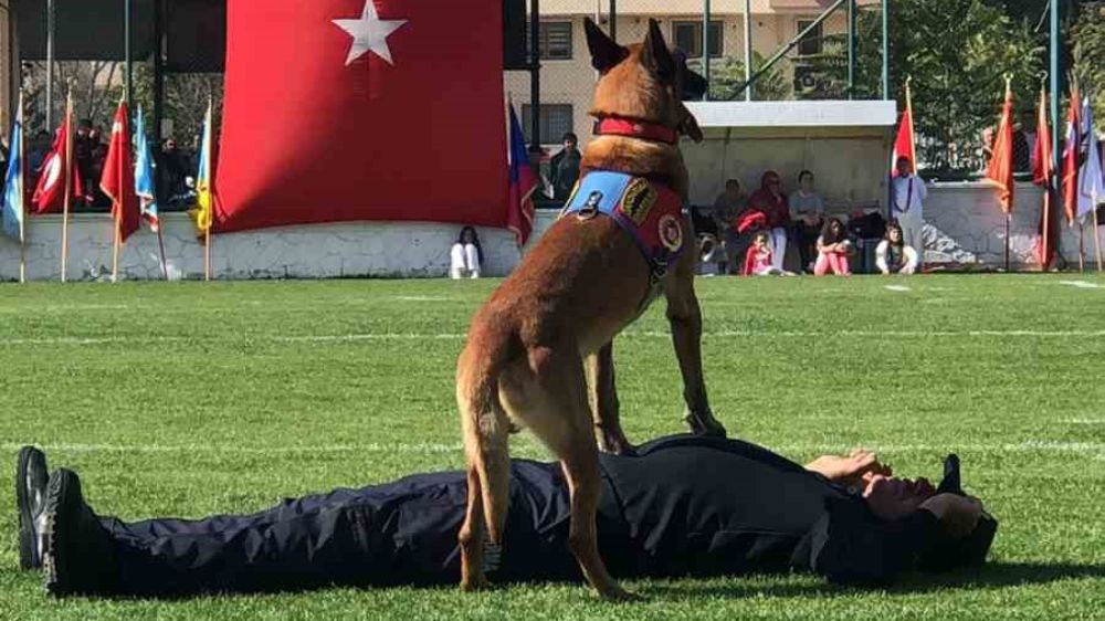 Jandarma köpeği Nefes tam bir profesyonel