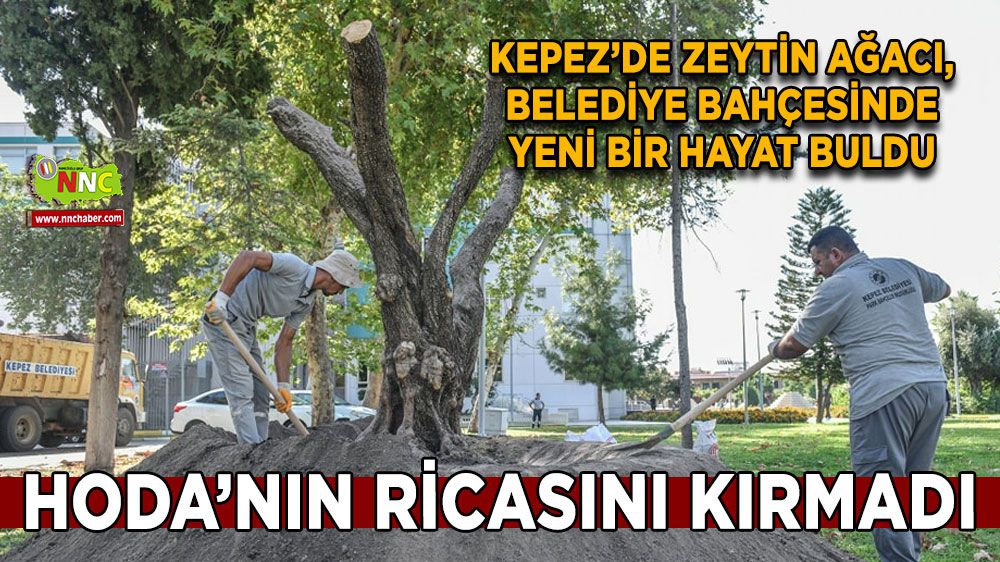 Kepez'de 80 yaşındaki zeytin ağacı belediyeye bağışlandı