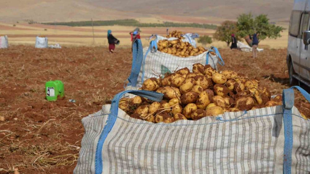 Malatya Darende 'de patates hasadı