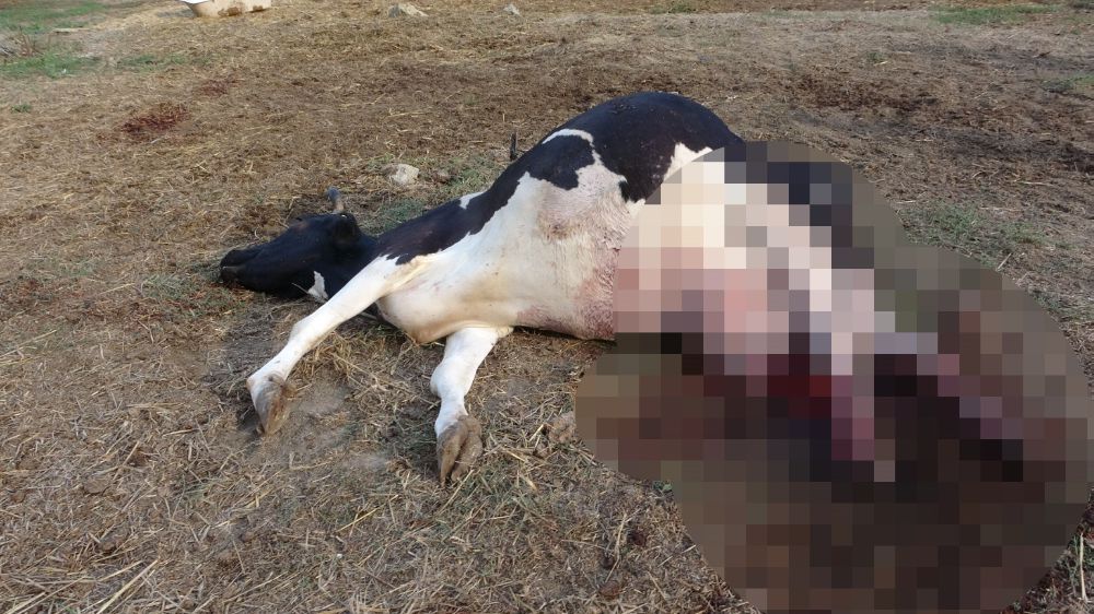 Manavgat'ta  100 bin lira değerindeki Holstein cinsi inek köpekler tarafından telef edildi